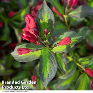 Weigela Camouflage 9cm Potted Plant x 2