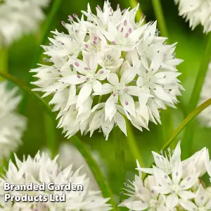 Allium Collection 105 - Flowering Bulbs