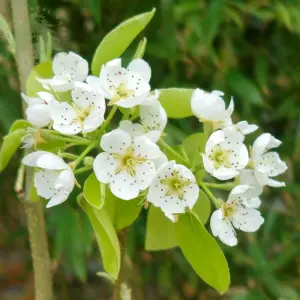 Pear Fruit Tree Doyenne du Comice in 4L Pot - Approx. 90cm Tall - Hardy Pyrus Garden Tree - Easy to Grow Flavoursome Produce