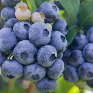 Blueberry Bush 'Patriot' Plant in 1.5L Pot - Heavy Cropping Vaccinium - Tasty Fruit