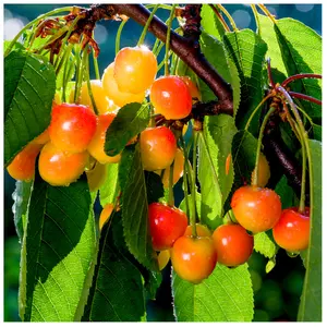 Dwarf Patio Merton Glory Cherry Tree 5L Pot Large, Red-Flushed, Sweet & Juicy Cherries