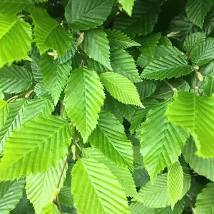 Hornbeam (Hedging) - 2 Litre Potted Plant x 1