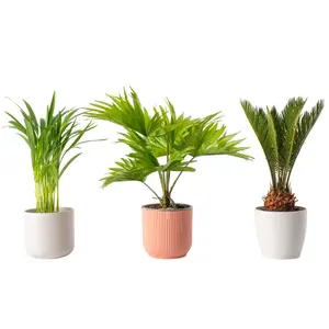 Palm Mix - Exotic Indoor Collection: Cycas, Livistona, Areca (12cm)