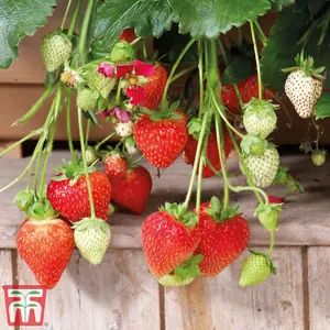 Fruit Strawberry Summer Breeze 9cm Potted Plant x 3