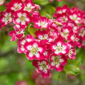 Crataegus Crimson Cloud Tree - Abundant Red Berries, Ornamental, Red and White Flowers (5-6ft)