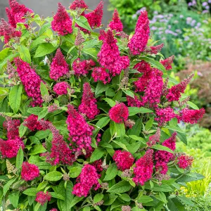 Buddleia Butterfly Candy Little Ruby - Compact Size, Red Flowers, Attracts Butterflies (15-30cm Height Including Pot)