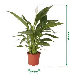 Verve Peace lily in Terracotta Plastic Grow pot 17cm