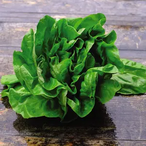 Lettuce All The Year Round 1 Seed Packet (1000 Seeds)