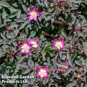 Red Leaf Rose (Hedging) - 1 Bare Root Plant