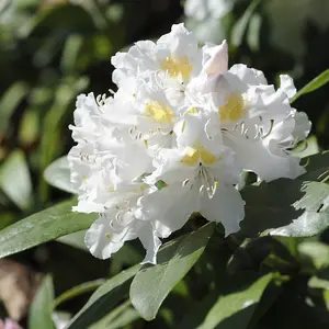 Rhododendron 'Cunningham's White' In 9cm Pot, Stunning White Flowers