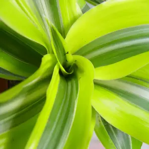 Dracaena 'Surprise' - Elegant Indoor Plant with Variegated Leaves, Air Purifying, Perfect for Low Light Areas (12cm)