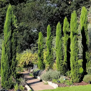 Italian Cypress Conifer Tree Cupressus Sempervirens Plant 1.5L Pot 60cm - 80cm