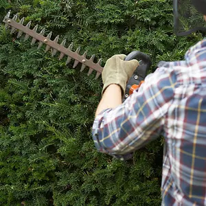 Yew Hedging, Taxus baccata, Pack of 10, Evergreen, Ready to Plant