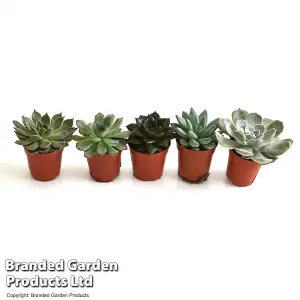 Houseplant Echeveria Mix 5.5cm Potted Plant x 1