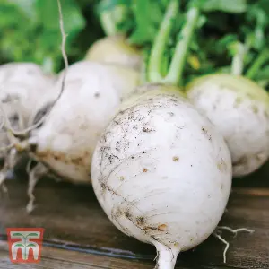 Turnip Snowball 1 Seed Packet (1000 Seeds)