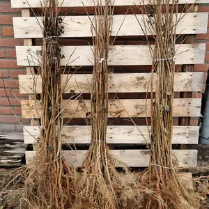 Field Maple Hedge Acer campestre Single Bare Root Hedge 60/90cm