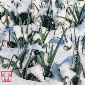 Leek Below-Zero F1 Hybrid 1 Seed Packet (50 Seeds)