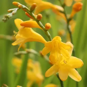 George Davison Montbretia Perennials Flowering Plants Crocosmia 2L Pot