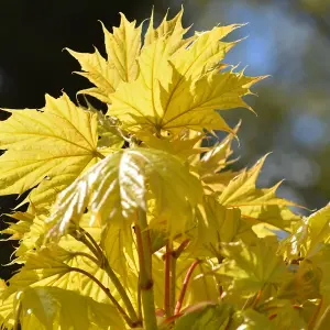 Acer Princeton Gold Tree - Golden Foliage, Compact Size, Hardy (5-6ft)