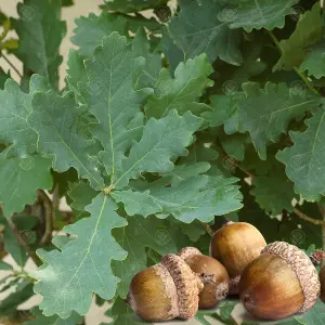 Quercus Robur Tree - English Oak Tree, Resilient, Hardy (5-6ft)