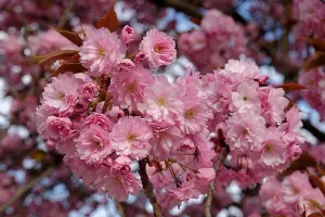 Prunus Kanzan Japanese Double Pink Flowering Cherry Tree 5-6ft Tall