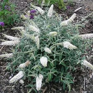 Buddleia Marbled White - Outdoor Flowering Shrub, Ideal for UK Gardens, Compact Size (15-30cm Height Including Pot)