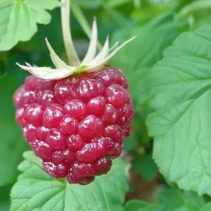 Lincolnshire Fruits Glen Ample Potted 1 Litre (Raspberry)