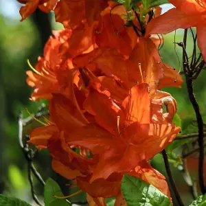 Azalea japonica Orange 17cm Potted Plant x 1