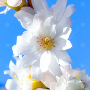 Prunus Autumnalis Tree - White-Light Pink Flowers, Colourful Autumn Foliage, Ornamental (5-6ft)