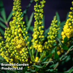 Mahonia Eurybracteata Soft Caress 3.6 Litre Potted Plant x 1