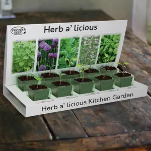 Pronto Seed Grow Your Own Kitchen Herbs Kit - 5 Herb Seed Varieties - Gardening Gifts for Men and Women