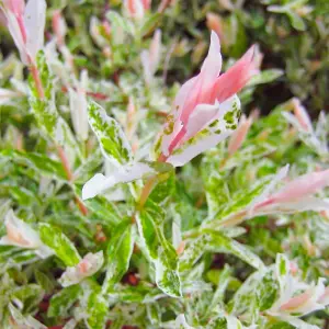 Salix Hakuro Nishiki Tree - Colourful Foliage, Hardy, Dwarf Willow (5ft Stem)