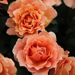 Just Joey Rose Bush Orange Flowering Roses Hybrid Tea Rose 4L Pot