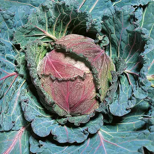 Cabbage Savoy January King  3 Seed Packets