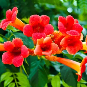 Campsis Red Trumpet Vine in a 2L Pot, 60cm Tall, Hardy Climbing Plants for UK Gardens - Established, Ready to Plant Out