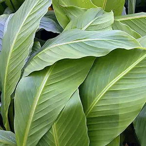 Pair Of Musa basjoo (Hardy banana)  in 9cm Pot