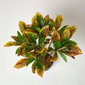 Homescapes Green 'Rushfoil' Artificial Croton Plant with Pot, 65 cm