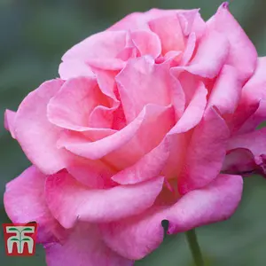 Rose Breeders Choice Pink 1 Bare Root Plant