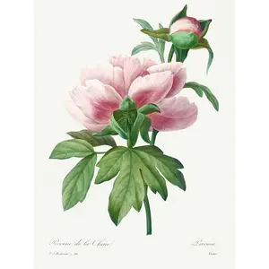 Vintage Pink Peony Bloom Illustration Flowers - Single Picture Frame Print Unframed / 40.5cm H x 30.5cm W x 0.2cm D