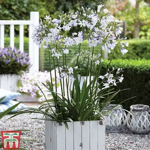 Agapanthus Twister 9cm Potted Plant x 2