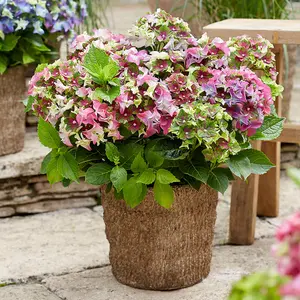 Hydrangea Lady Mata Hari Pink 5 Litre Potted Plant x 1