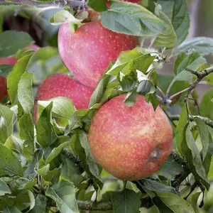 Lincolnshire Fruits Adams's Pearmain Potted Apple 7 Litre Tree