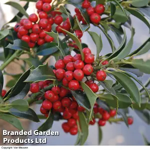 Holly Tree 'Green Alaska' Standard - 2 Litre Potted Plant x 2