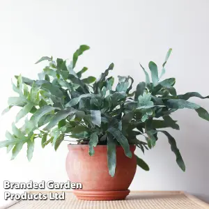 Houseplant Phlebodium aureum Blue Star 12cm Pot x 1