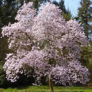 Magnolia 'Leonard Messel' in 9cm Pot - Rare Spring Flowering Shrub