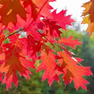 Quercus rubra 'Red Oak' Bare Root Hedge Hedging Tree Plants  (1-2ft, 5 Plants)