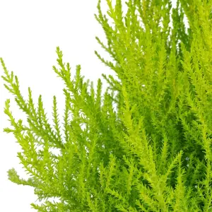 Cupressus Wilma Goldcrest 4 x 9cm Pots - Golden Conifers Evergreen Hardy Plants