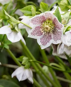 Helleborus Pretty Ellen Spotted - Lenten Rose 3 x 1L pots