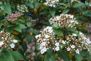 1 x Viburnum Tinus Purpureum - Laurustinus Purpureum - Plant in 9cm Pot