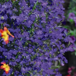 Lobelia Monsoon 1 Seed Packet (650 Seeds)